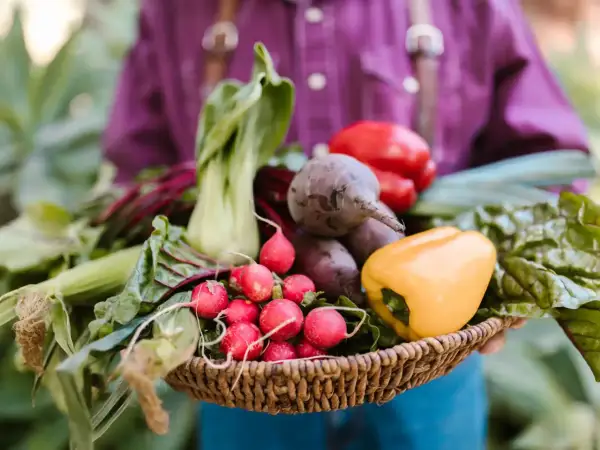 Koszyk pełen świeżych warzyw: rzodkiewki, buraki, papryka, kapusta pak choi. Idealny zbiór, by zastanowić się, jaki nawóz pod warzywa na wiosnę będzie najlepszy.