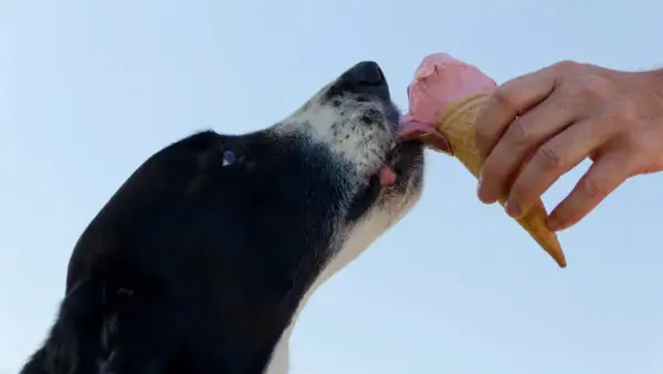 Un perro disfruta de un helado, un capricho que no forma parte de la dieta ideal de los cachorros.