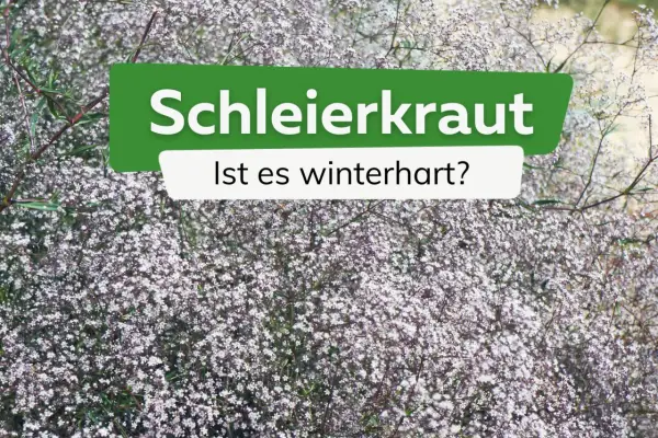 Schleierkraut, zart und blütenreich, ist es winterhart? Ein Meer aus winzigen weißen Blüten, das den Garten schmückt.