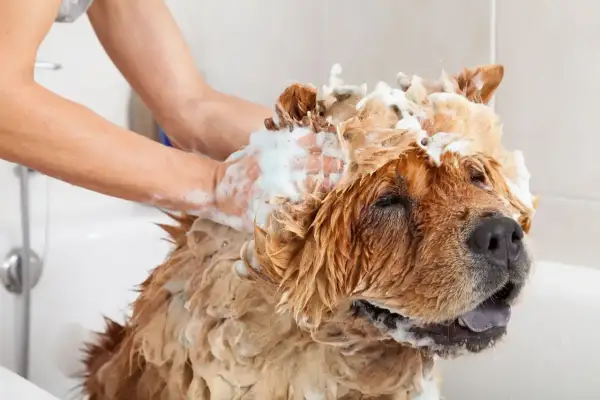 A person washes a fluffy dog in a bathtub, covered in soap. This image reminds us how often should you bathe your dog for optimal hygiene.