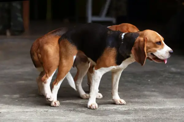 Dwa beagle stoją obok siebie. Ich sierść jest trójkolorowa. To przypomina, dlaczego psy się szczepi – dla ich zdrowia i bezpieczeństwa.