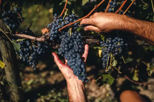 Ręczne zbieranie winogron Sangiovese w San Patrignano. Dłoń trzyma kiść, nożyczki odcinają kolejną.