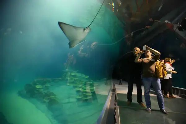 Jak kupić bilety do oceanarium w Gdyni i uniknąć kolejek