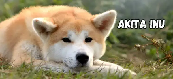 Akita Inu o łagodnym spojrzeniu leży na trawie. Poznaj akita inu charakter, by zrozumieć jego lojalność i spokój.