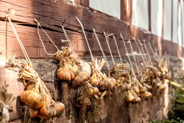 Zwiebeln ernten: Bündel von getrockneten Zwiebeln hängen an einer Holzwand, bereit zur Lagerung.