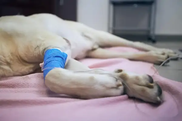 Chory pies leży na różowym kocu, z bandażem na łapie. Widać kroplówkę. Pies przed śmiercią ucieka, szukając ratunku.