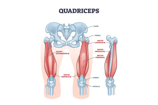 Illustrazione anatomica del quadricipite femorale, mostrando il femore, l'ilio e la rotula, con i muscoli vasto laterale, mediale, intermedio e retto del femore.