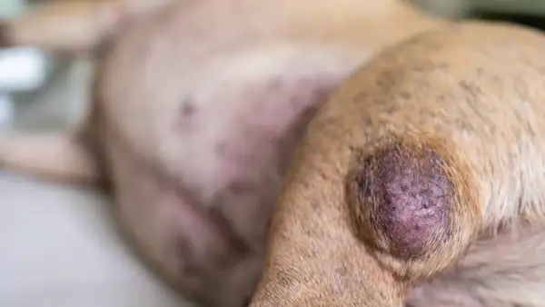Ein Hund mit einer geschwollenen, dunklen Beule am Bein. Mögliche Ursachen für geschwollene Lymphknoten beim Hund sind vielfältig.