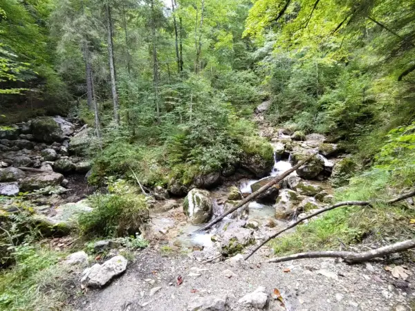 Ein kleiner Bach plätschert über Steine in einem dichten Wald. Die Reichenbachklamm Wanderung führt durch diese idyllische Natur.