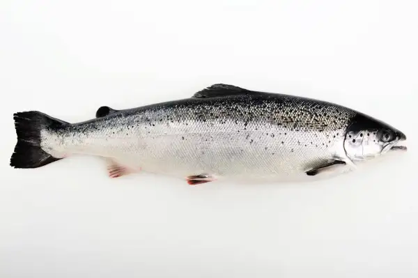 En hel, blank lax ligger på en vit bakgrund. Lax nyttigt och gott!