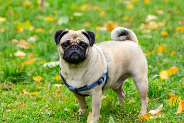 Uroczy mops w niebieskiej obroży, idealny kandydat na imię dla mopsa.