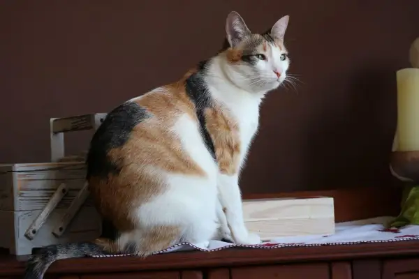 Gato tricolor sentado, con mirada atenta. Ideal para aprender como enseñar a un gato adulto a usar el arenero.