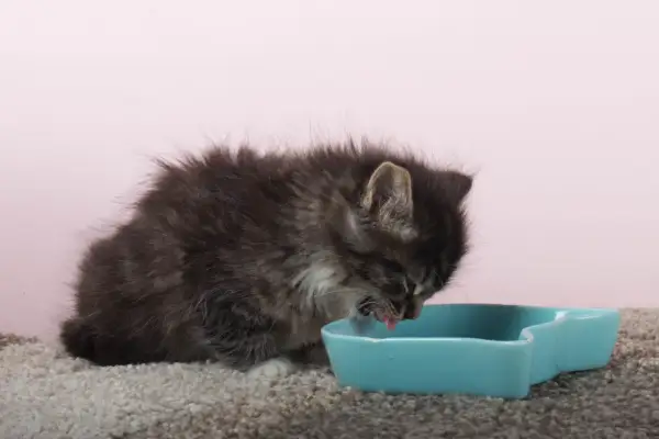 Puszysty, dwumiesięczny kotek pije z niebieskiej miseczki. Właściwe żywienie to podstawa, czym karmić 2 miesięcznego kota?