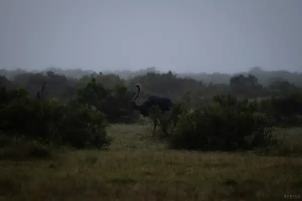 Ein Strauß im **Addo Nationalpark** auf einer nebligen Ebene, umgeben von dichter Vegetation.