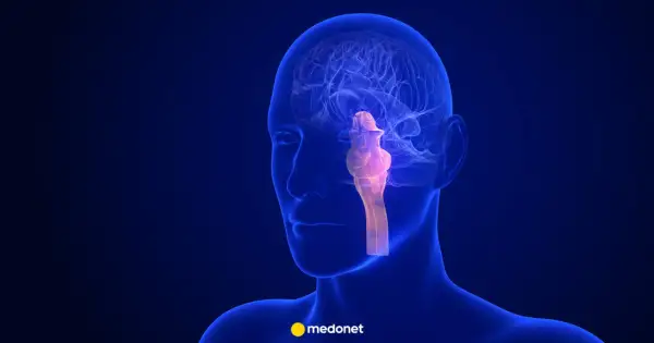 Anatomia mózgu z wyróżnionym, podświetlonym na różowo pniem mózgu, kluczowym dla funkcji życiowych.