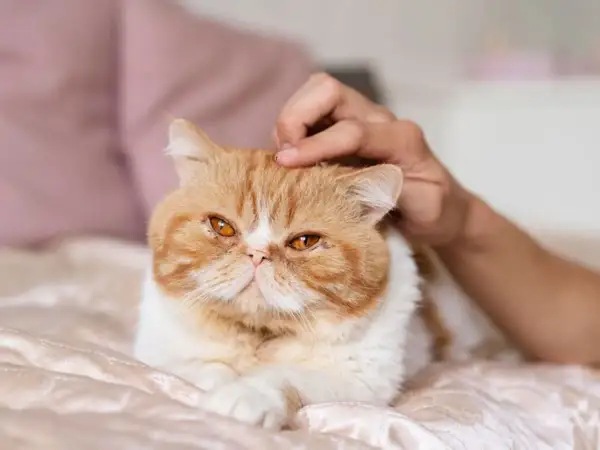 Gato exótico naranja y blanco recibe caricias en la cabeza, quizás disfrutando de los efectos relajantes de la valeriana para gatos.