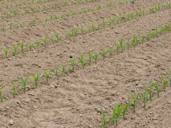 Jeunes pousses de maïs alignées dans un champ labouré. Le moment idéal pour savoir quand planter le maïs en pleine terre est lorsque le sol est réchauffé.