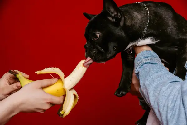 Czarny buldog francuski z ciekawością liże banana, odpowiadając na pytanie, czy pies może jeść banana.