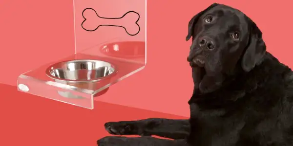 Un perro negro mira con desconfianza un cuenco de agua vacío. ¿Será que mi perro no bebe agua?