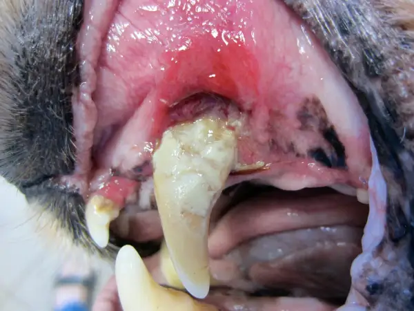 Gros plan sur la gueule d'un chien âgé, montrant des gencives enflammées et une dent cariée. La perte de dents chez un vieux chien peut survenir à tout âge.