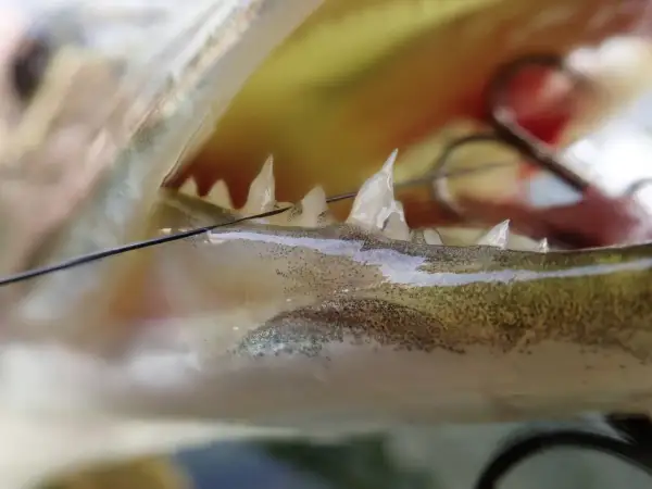 Nahaufnahme des Mauls eines Fisches mit scharfen Zähnen und einem Haken. Ein Wels Biss, der die Kraft des Fangs zeigt.