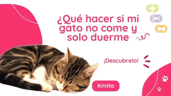 Gato atigrado durmiendo. Texto: "¿Qué hacer si mi gato no come y solo duerme?". Descubrelo!