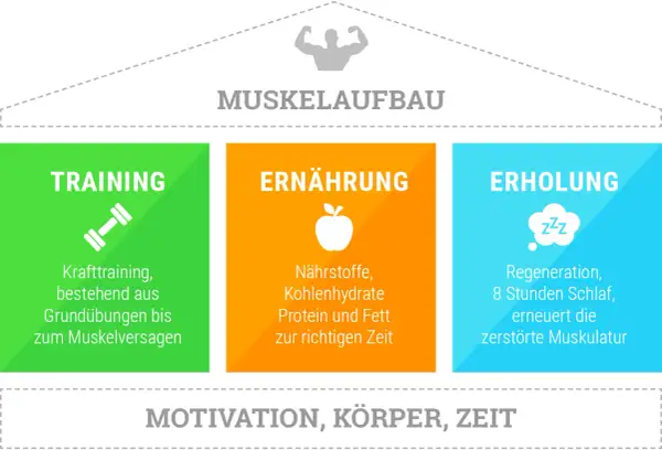 Muskelaufbau: Training, Ernährung und Erholung sind entscheidend. Nährstoffe, Kohlenhydrate, Protein und Fett zur richtigen Zeit helfen beim Muskelaufbau.