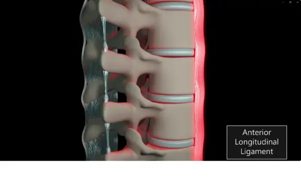 Detaljerad vy av ryggradens ligament, som visar dess struktur och funktion för att stabilisera ryggraden.