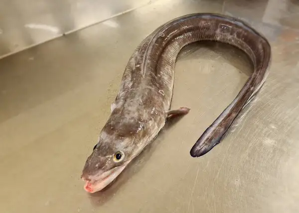 Un poisson congre, long et sinueux, repose sur une surface métallique. Sa peau marbrée et ses yeux vifs captivent le regard.