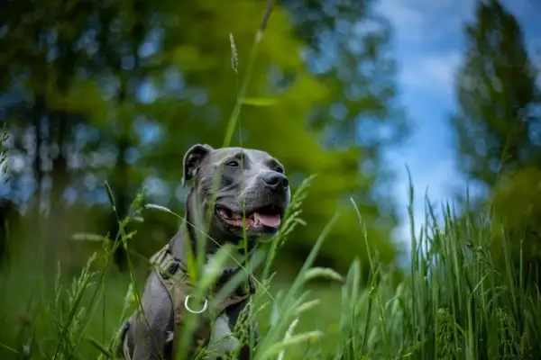 Szary amstaff w zielonej trawie, zadowolony z życia. Ile żyje amstaff? Tyle, ile mu zapewnimy miłości i troski.