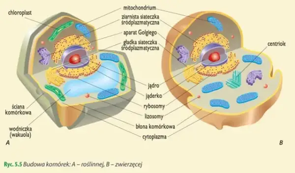 Jakie są dziedziny biologii i co warto o nich wiedzieć?