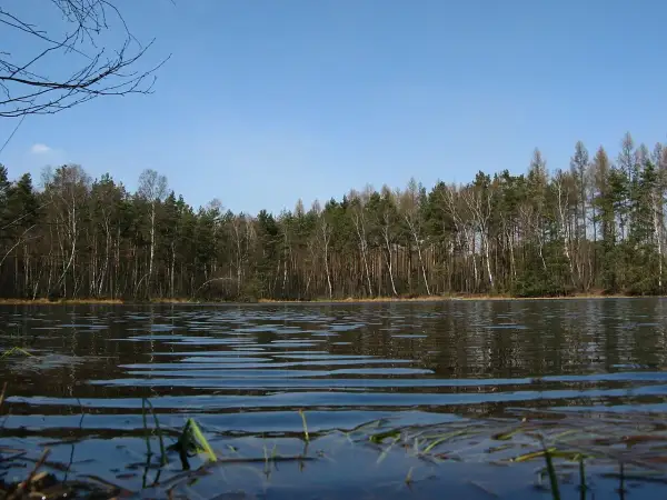 Spokojny czarny staw w Niepołomicach otoczony lasem. Woda lekko faluje, odbijając drzewa i błękitne niebo.