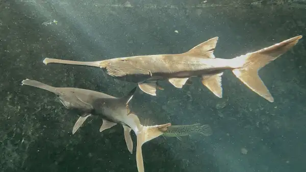 Deux poissons spatule nagent dans l'eau trouble, leurs longs museaux pointant vers l'avant.