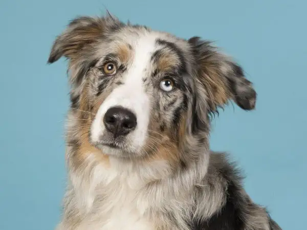 Ein Australian Shepherd mit faszinierenden, unterschiedlich gefärbten Augen, die wie blaue Saphire und Bernstein leuchten.