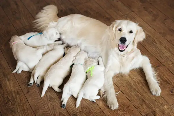 Una perra golden retriever amamanta a sus cachorros. Desde cuando se cuenta el embarazo de una perra, es un momento de ternura y cuidado.