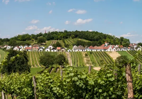 Rząd białych domków z czerwonymi dachami na wzgórzu, otoczony winnicami w regionie Weinviertel.