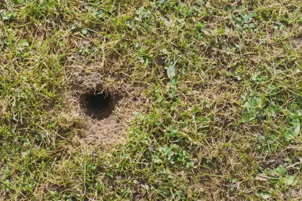 Małe dziurki w ziemi w ogrodzie, prawdopodobnie nory małych zwierząt, ukryte wśród trawy i chwastów.