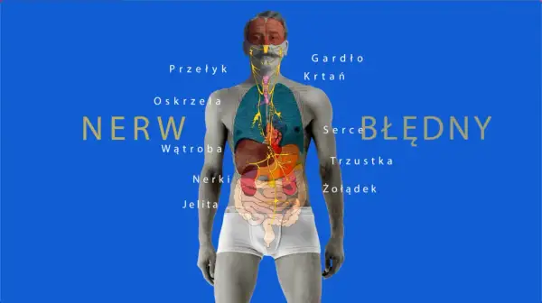 Anatomia nerwu błędnego z zaznaczonymi organami: mózg, gardło, krtań, przełyk, oskrzela, serce, wątroba, trzustka, nerki, żołądek, jelita.