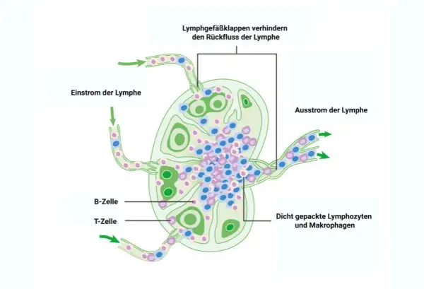 Schema eines Lymphknotens: Einstrom und Ausstrom von Lymphe, B- und T-Zellen, Makrophagen. Die Lymphknoten-Histologie zeigt die Filterfunktion.