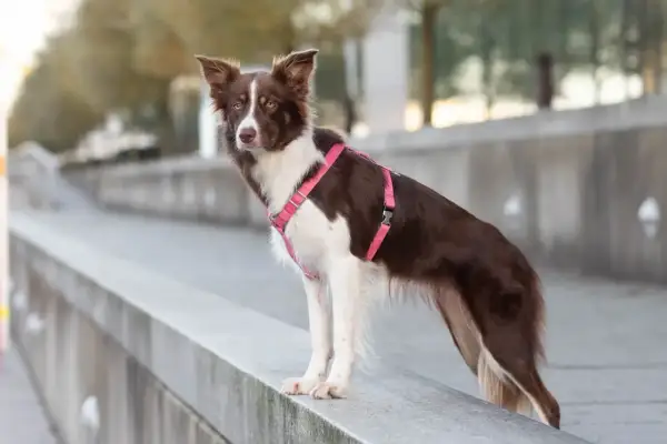 Piękna suczka border collie w różowej obroży, idealna kandydatka na imię dla suczki border collie.