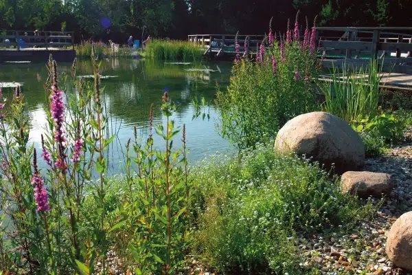 Un lac artificiel paisible, bordé de fleurs violettes et de verdure. Des pontons en bois invitent à la contemplation.