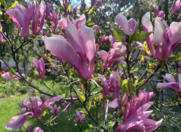 Kwitnąca magnolia w kolorze różowym. Idealny czas, by zastanowić się, kiedy sadzić magnolię, by cieszyć się jej pięknem.