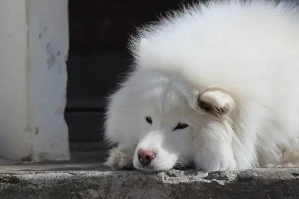 Smutny samoyed leży na betonie. Weterynarz badał jego kreatyninę u psa, martwiąc się o jego zdrowie.