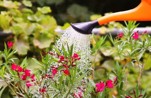 Arrosage d'un laurier rose en fleurs avec un arrosoir orange. L'eau tombe en pluie fine sur les feuilles vertes et les pétales roses.