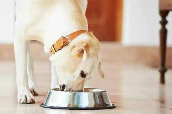 Labrador z brązową obrożą je z miski. Zastanawiasz się, jak długo gotować wieprzowinę dla psa?