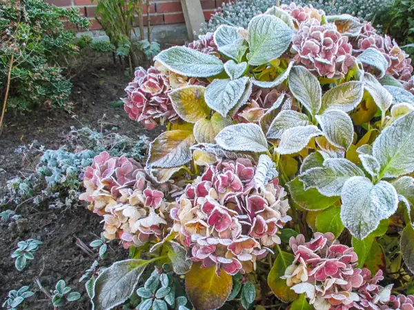 Kletterhortensie im Winter: Frost bedeckt die verblühten Blüten und Blätter, ein zarter Hauch von Eis.