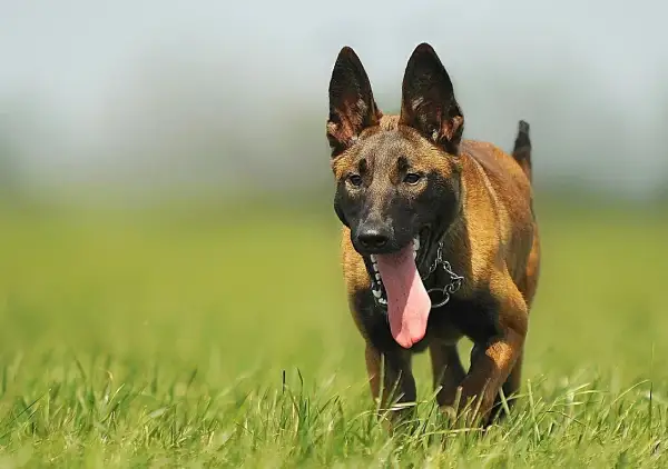 Malinois biegnie przez trawę, dysząc. To idealny moment, by zacząć uczyć psa posłuszeństwa.