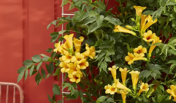 Ramilletes de flores amarillas vibrantes adornan estas resistentes plantas trepadoras de exterior, que se enredan en una estructura metálica contra una pared roja.