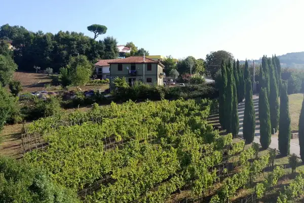 Vigneti rigogliosi sotto il sole, con una casa in collina e filari di cipressi. Immagina il profumo del Fiano di Avellino DOCG.