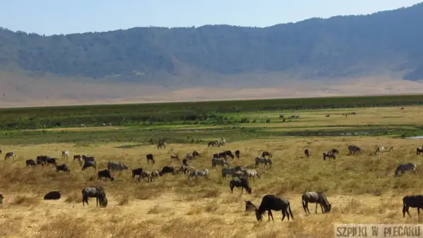 Kenia safari: stado zebr i antylop gnu pasące się na sawannie u podnóża gór.